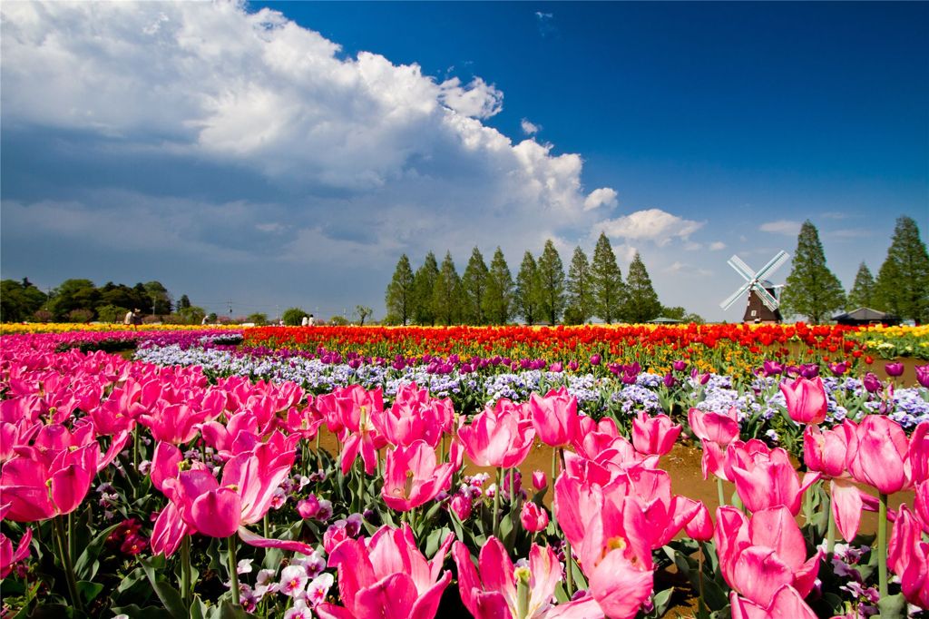 雲は夏