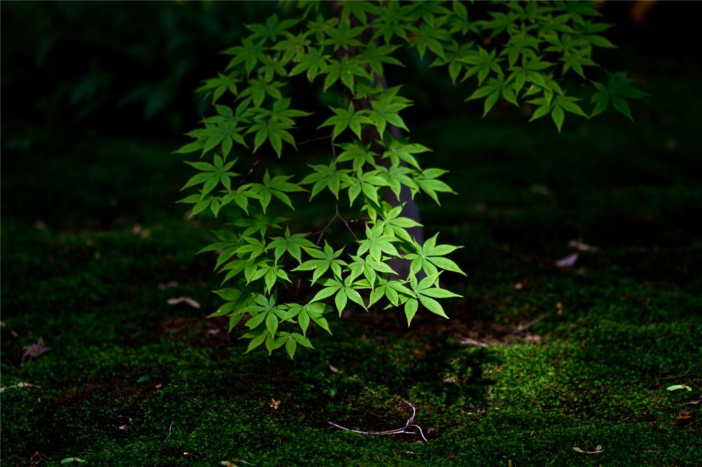 苔の中の光