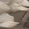 牛久沼の白鳥 377