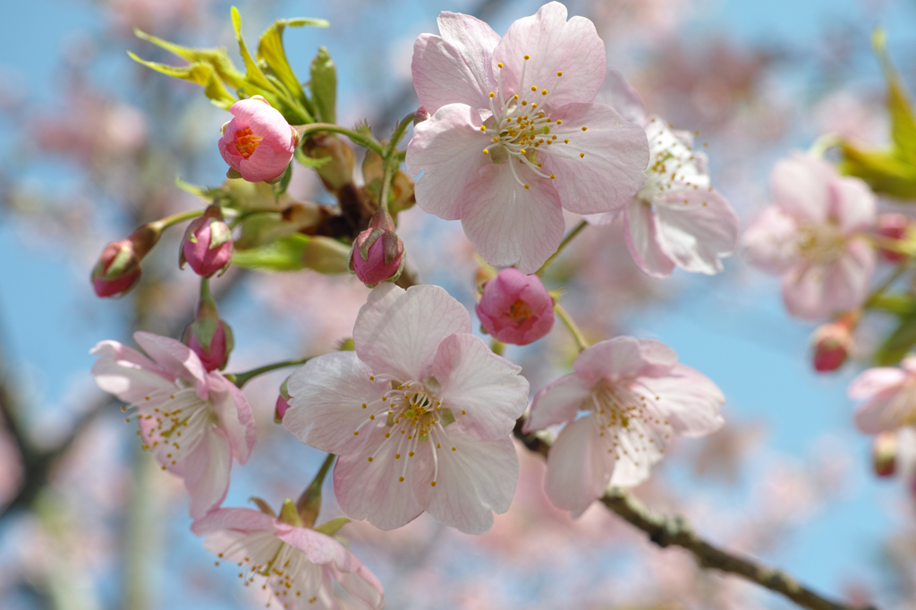 20130309_SDIM0197
