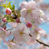 20130309_SDIM0197