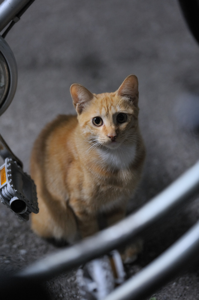 meet me in the bicycle parking