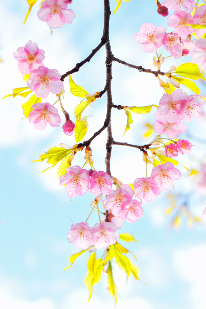 20120324_DSC8441