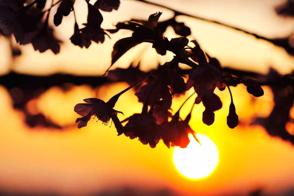 20120324_DSC8594