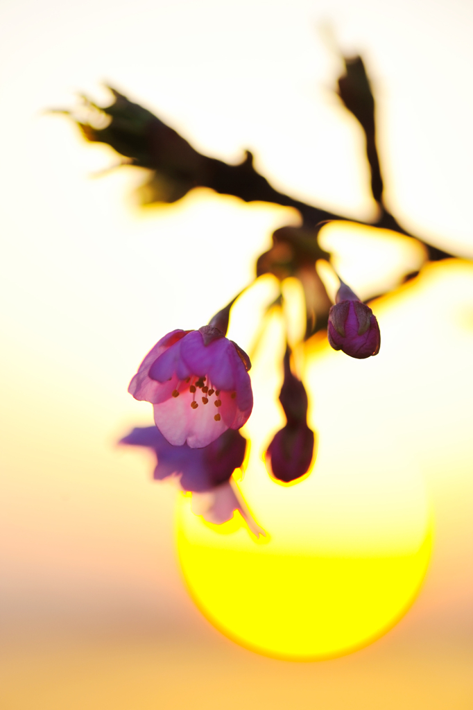 20120324_DSC8615