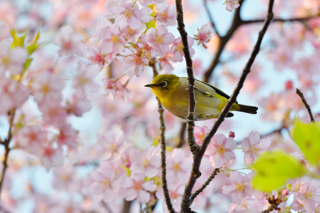 20130317_DSC6661