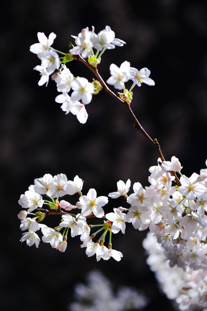 20120407_DSC9616