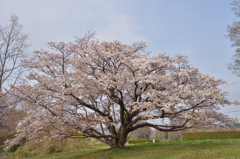 20130324_DSC8552