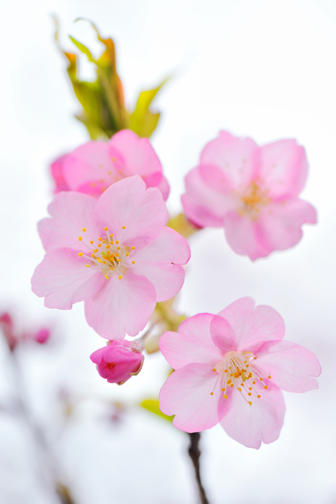 20120318_DSC8271