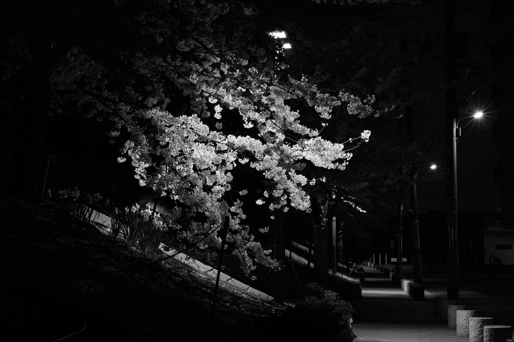 20130330_SDIM0749