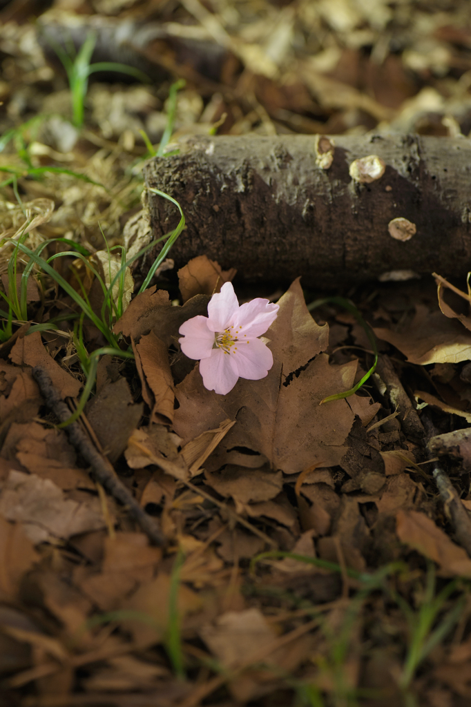 20120407_DSC9573