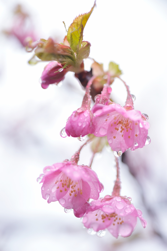 20120317_DSC7598