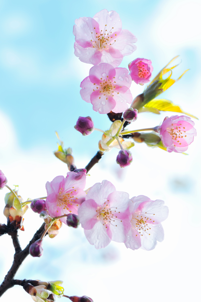 20120324_DSC8406