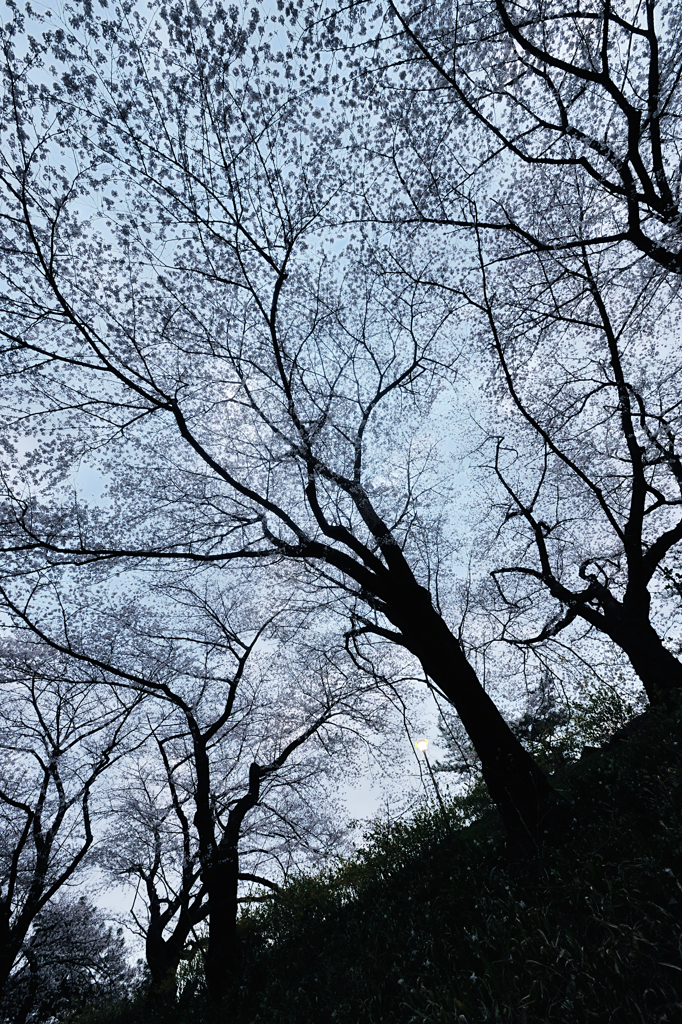 20120407_DSC9524