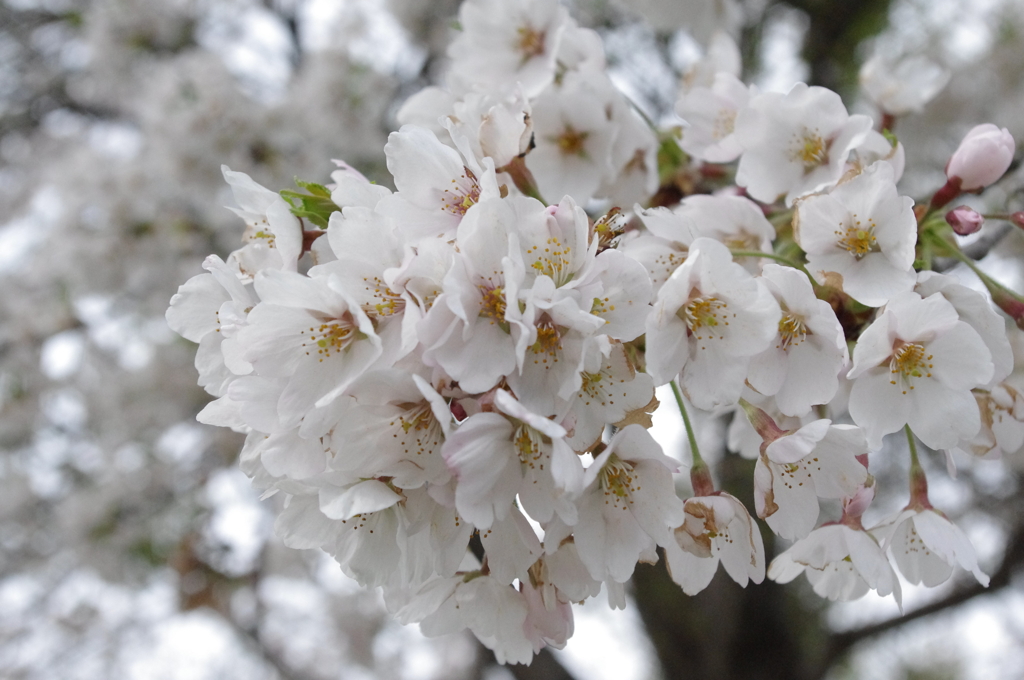 桜