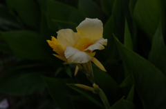 L1110455