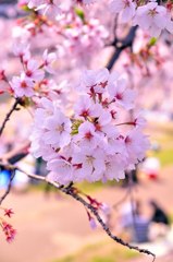 2011.04.12 桜撮影 180