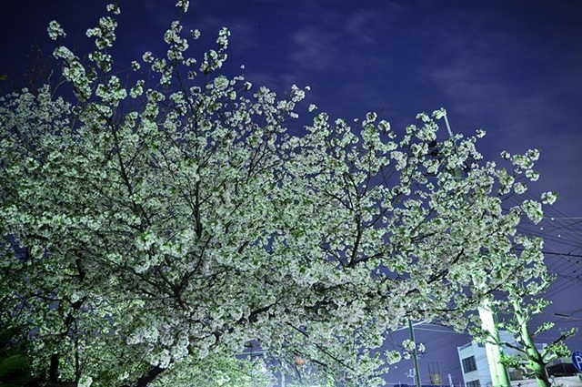 2011.04.21 旭川周辺夜撮影 082