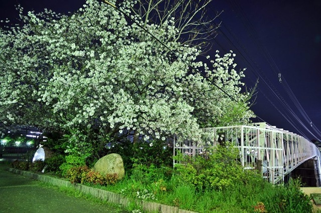 2011.04.21 旭川周辺夜撮影 068