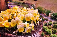 2011.04.17 岡山街撮影　因島撮影 104