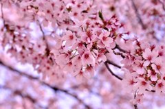 2011.04.12 桜撮影 077