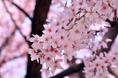 2011.04.12 桜撮影 083