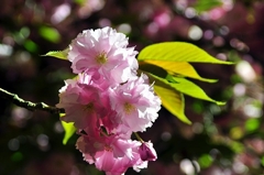 2011.04.21 旭川周辺夜撮影 038