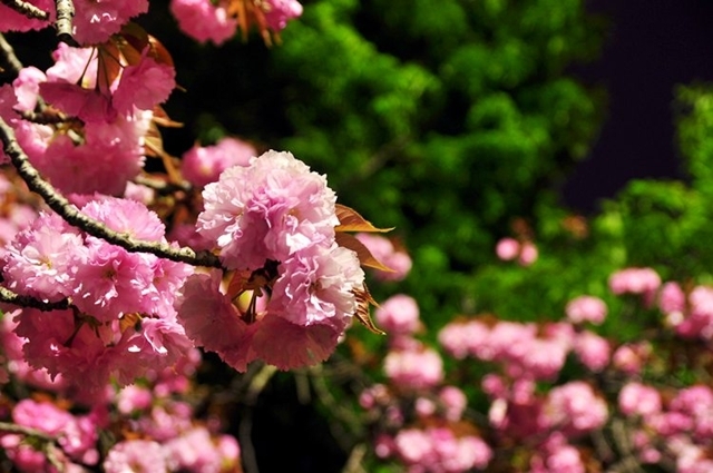 2011.04.21 旭川周辺夜撮影 048