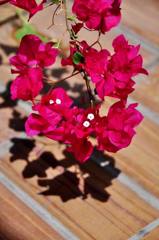 2011.04.17 岡山街撮影　因島撮影 465