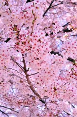 2011.04.12 桜撮影 136