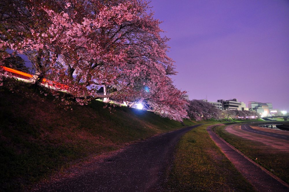 2011.04.14 夜桜撮影 081