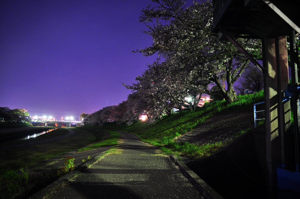 2011.04.14 夜桜撮影 038