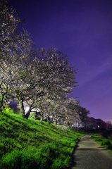 2011.04.14 夜桜撮影 042