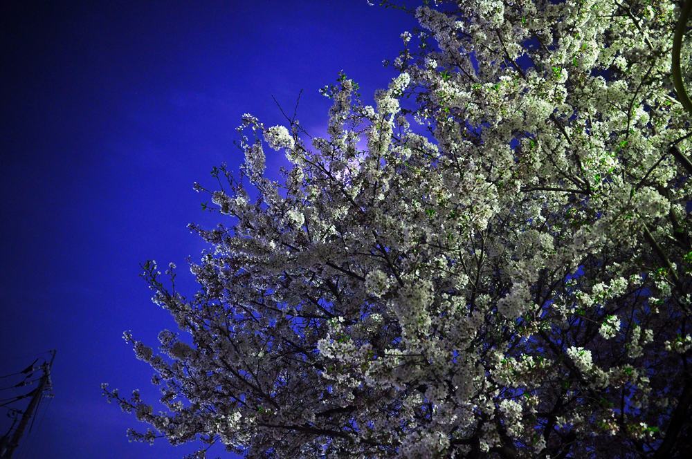 2011.04.14 夜桜撮影 008