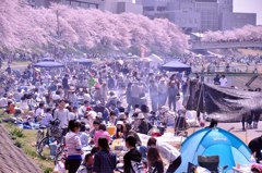 2011.04.12 桜撮影 022