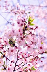 2011.04.12 桜撮影 067