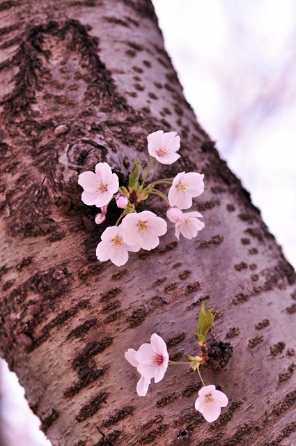 2011.04.12 桜撮影 059