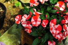 2011.04.17 岡山街撮影　因島撮影 264