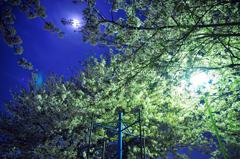 2011.04.14 夜桜撮影 004