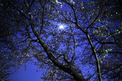 2011.04.14 夜桜撮影 018