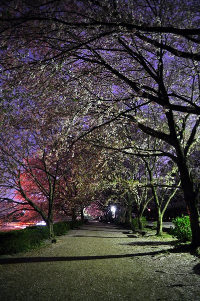 2011.04.14 夜桜撮影 061