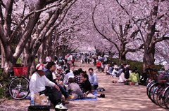 2011.04.12 桜撮影 024