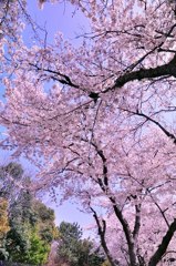 2011.04.12 桜撮影 198