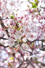 2011.04.17 岡山街撮影　因島撮影 599