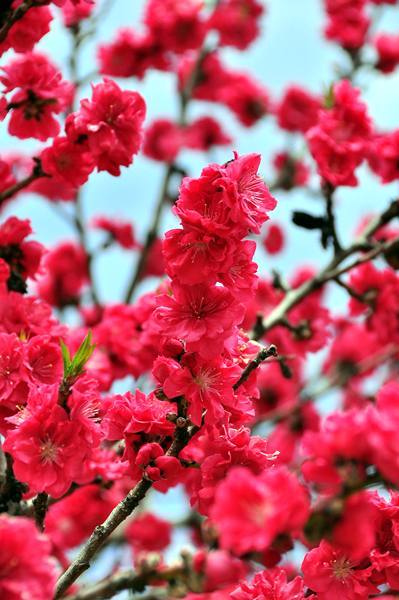 2011.04.17 岡山街撮影　因島撮影 530