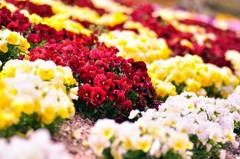 2011.04.17 岡山街撮影　因島撮影 168