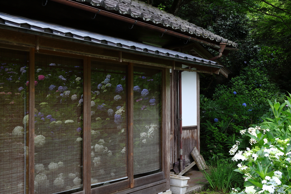 観音寺の紫陽花