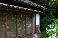 観音寺の紫陽花