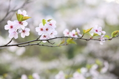 蕨野棚田で