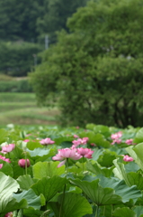 亀岡